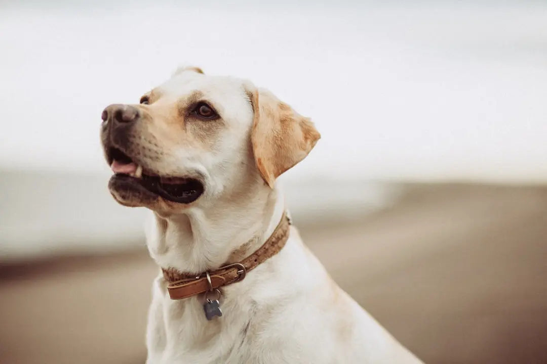 Choosing-the-Right-Martingale-Dog-Collar-for-Your-Canine Talis Us