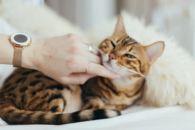 The-Rising-Popularity-of-Freeze-Dried-Cat-Food-Brands Talis Us