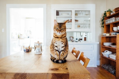 The Best Cat Food for Farmers' Cats