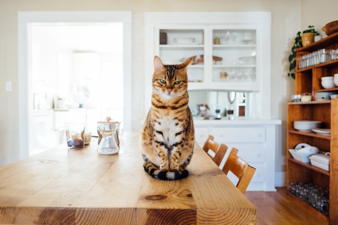 The Best Cat Food for Farmers' Cats
