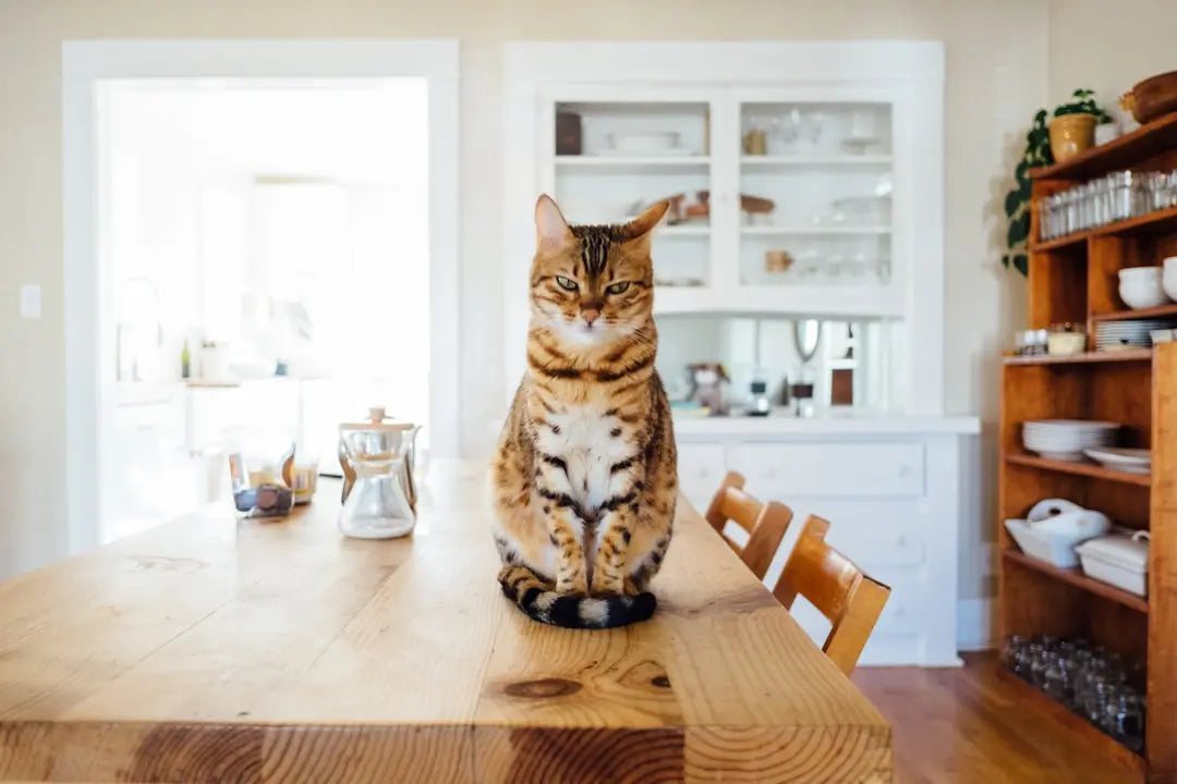 The-Best-Cat-Food-for-Farmers-Cats Talis Us
