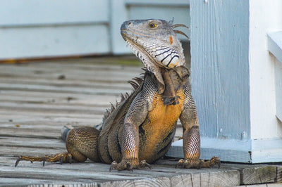 What are the best stores for reptile heating products that guarantee safe shipping?