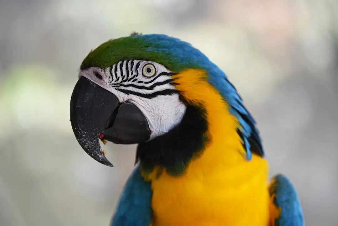 Choosing-the-Perfect-Large-Bird-Cage Talis Us