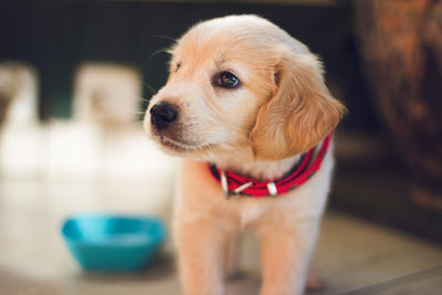 Why Freeze-Dried Dog Food Is the Best Choice for Your Pet