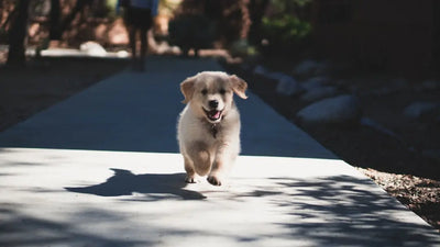 Choosing-Safe-Bones-for-Your-Dog Talis Us