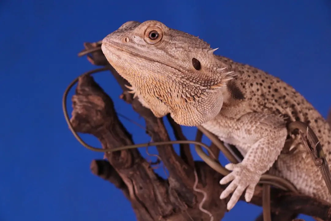 Importance-of-UVB-for-Bearded-Dragons Talis Us