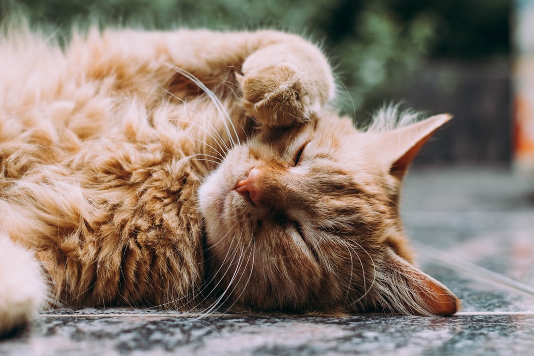 Benefits-of-Freeze-Dried-Cat-Food-Toppers Talis Us