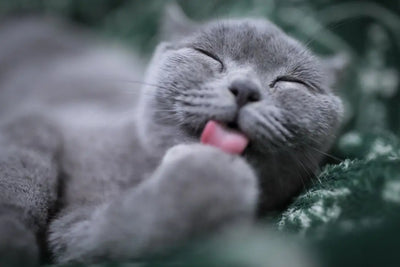 Unique-Wet-Cat-Stress-Relief-Methods-for-a-Tranquil-Home Talis Us