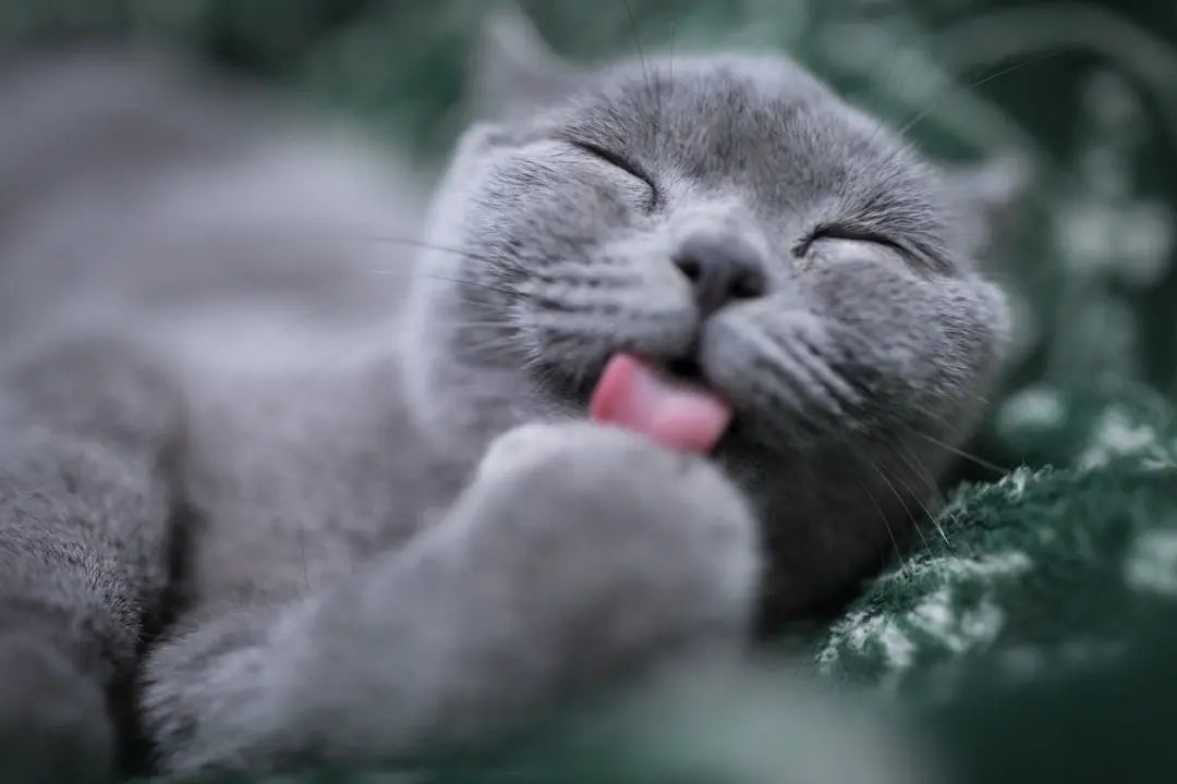 Unique-Wet-Cat-Stress-Relief-Methods-for-a-Tranquil-Home Talis Us