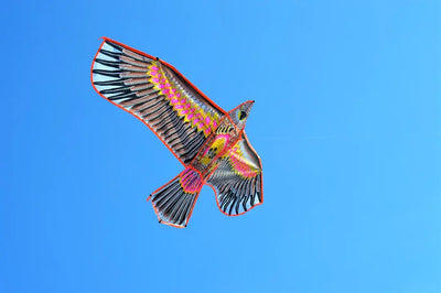 Understanding-the-Importance-of-Wing-Clipping Talis Us