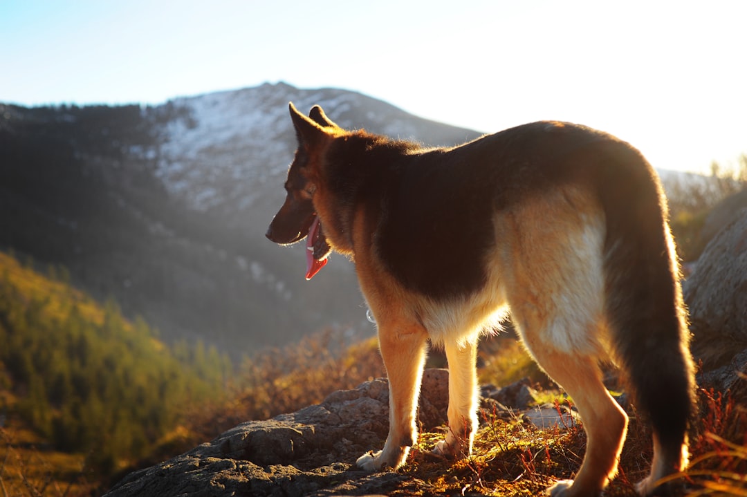 Dry Dog Food vs Wet Dog Food: Which Is Better?