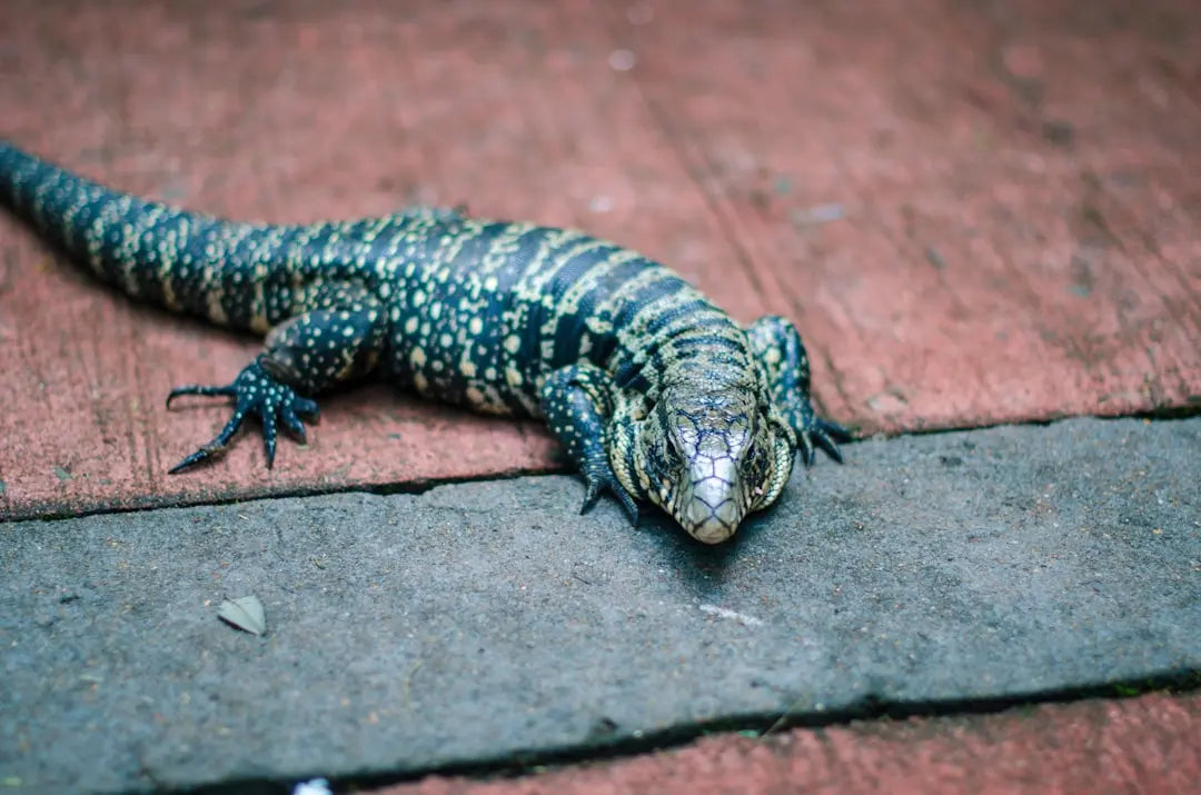 How-to-Locate-a-Reptile-Vet-Near-Me-for-Reliable-Assistance Talis Us