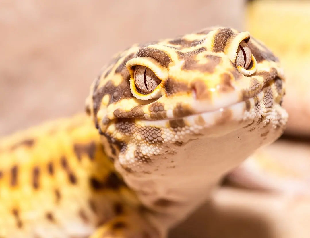 Custom-Reptile-Habitat-Solutions-for-Optimal-Care Talis Us