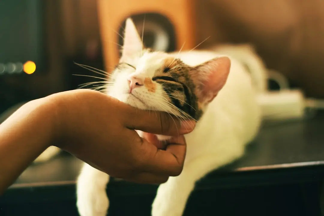 What-are-the-best-wet-cat-food-brands Talis Us