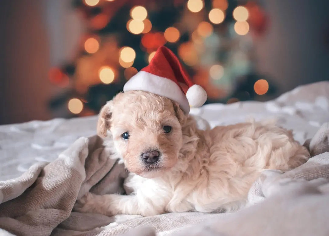 Reviews-of-Popular-Small-Breed-Puppy-Foods Talis Us