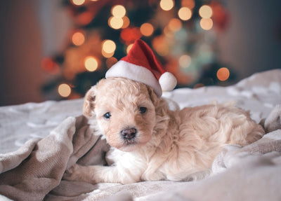 Talis-us: Your Go-To Online Pet Supply Partner