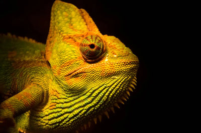 Reptile-Lights-Hoods-Fixtures Talis Us