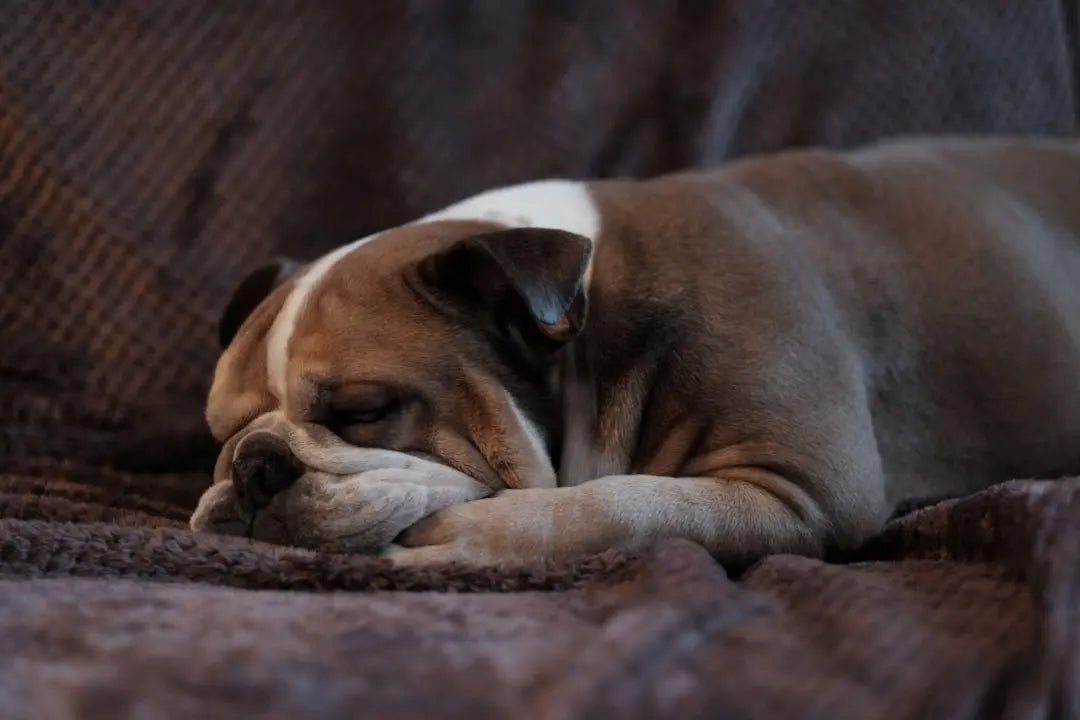 Understanding-the-Temperament-of-English-Bulldogs Talis Us