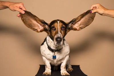 Understanding-Dental-Chews-Benefits-for-Dogs-Dental-Care Talis Us