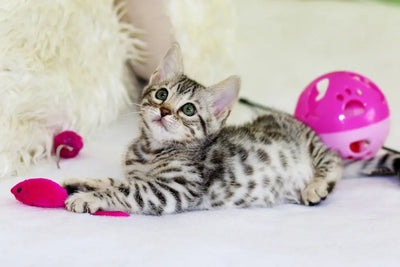 Why-Many-Pet-Owners-Prefer-Freeze-Dried-Raw-Cat-Food Talis Us