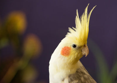 Essential Tips for Cockatiel Care