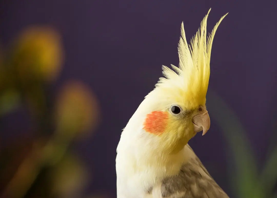 Essential-Tips-for-Cockatiel-Care Talis Us