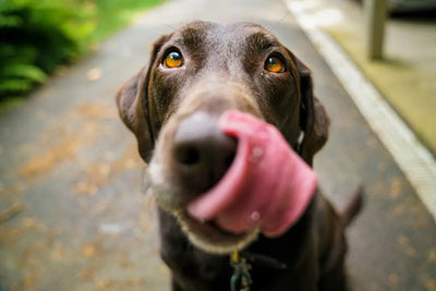 Exploring-the-Benefits-of-Home-Range-Pet-Treats Talis Us