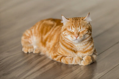 How can i get my cat to eat wet food