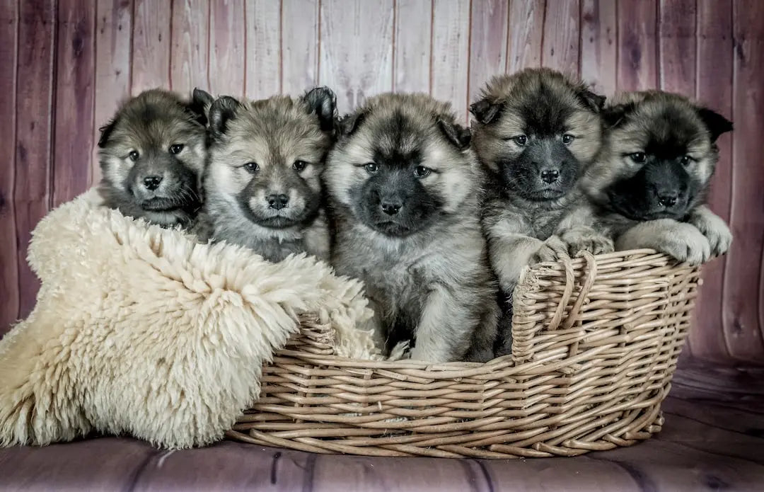 Choosing-the-Best-Food-for-Large-Breed-Puppies Talis Us