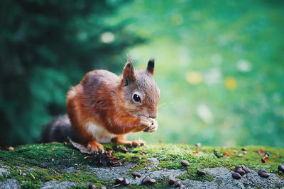 Top-10-Nutritious-Foods-for-Squirrels Talis Us