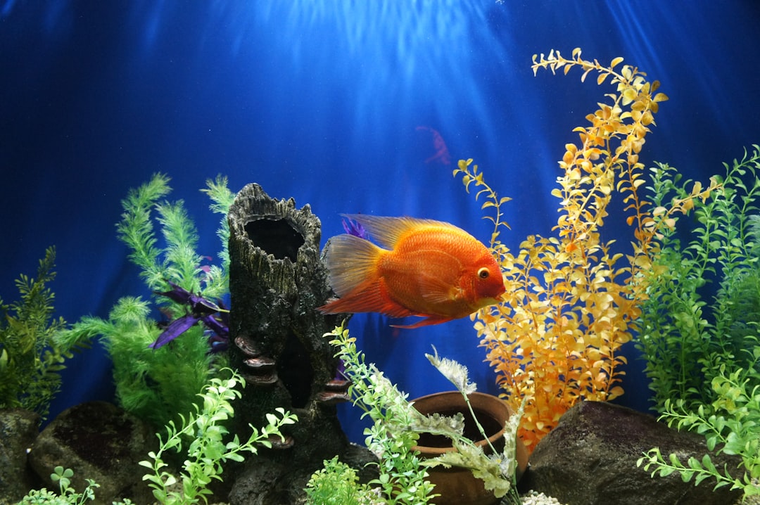 Benefits of a Quality Fish Tank Filter