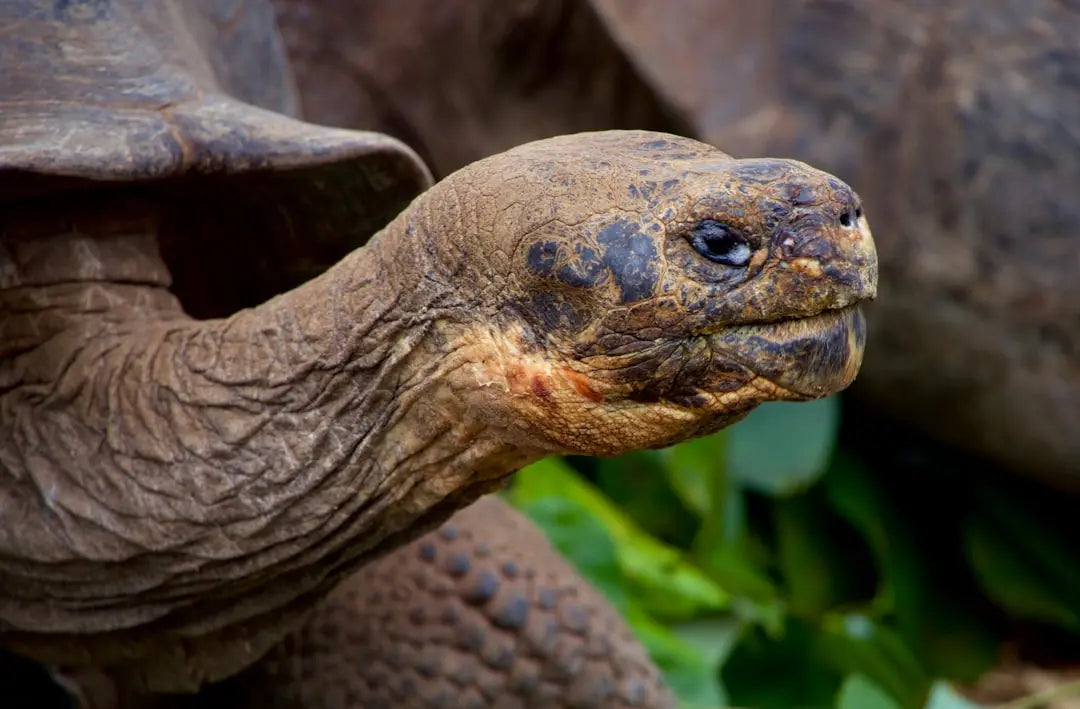 How-long-will-a-tortoise-live Talis Us