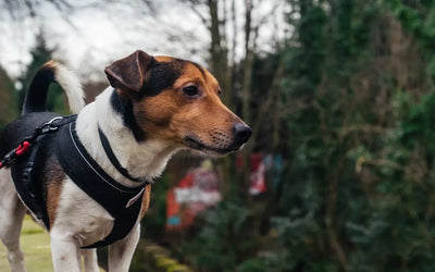 Benefits-of-Using-a-Dog-Harness Talis Us
