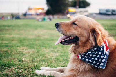 Fashion-Tips-for-Matching-Dog-Bandanas-With-Owners Talis Us