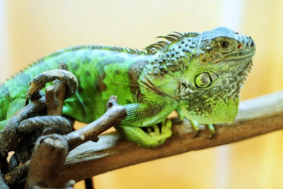Discover-the-Best-Heat-Lamps-for-Reptiles-in-2023 Talis Us
