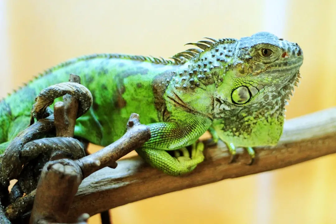 Discover-the-Best-Heat-Lamps-for-Reptiles-in-2023 Talis Us