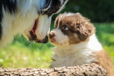 Understanding-the-Costs-of-Farm-Dog-Food Talis Us