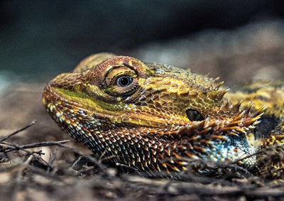 Benefits of Using a Reptile Dome Lamp