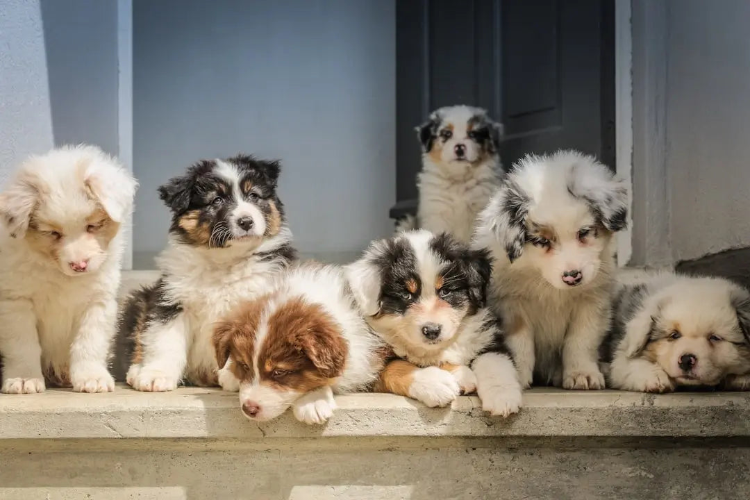 Choosing-the-Best-Wet-Dog-Food-for-Puppies Talis Us