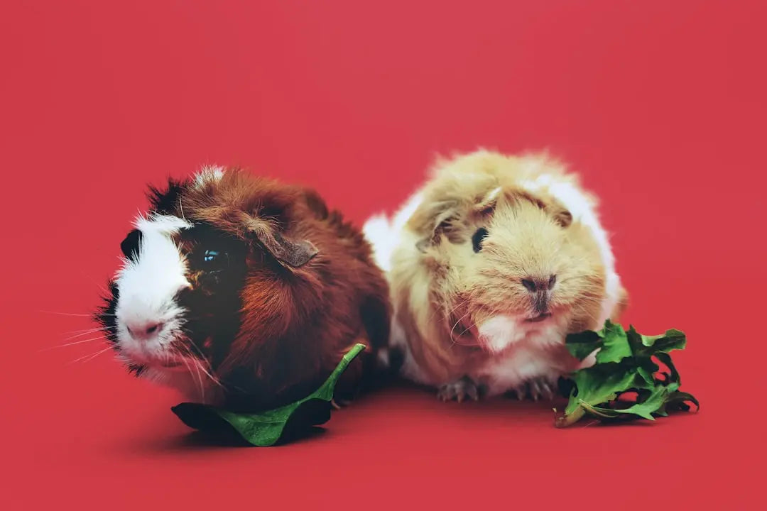 Understanding-and-Managing-Guinea-Pig-Allergies Talis Us