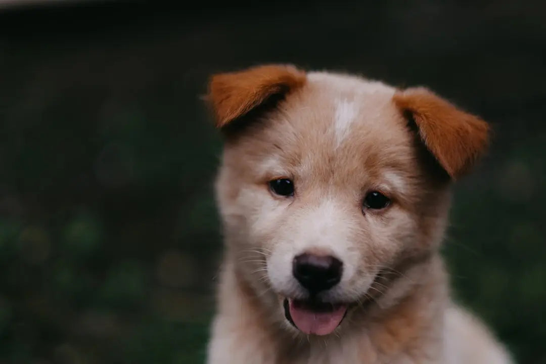 How-to-Prepare-Sweet-Potatoes-for-Dogs Talis Us