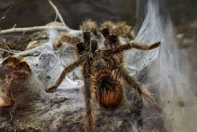 What-type-of-spider-is-this Talis Us