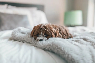 Eye-Drops-for-Dogs-Safe-Options-for-Your-Pet-s-Health Talis Us