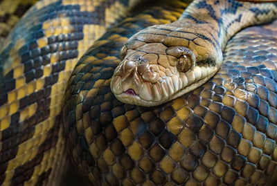 Best Reptile Heating Solutions for Beginners