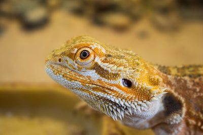 What Are the Best Deals on Reptile Lights Right Now, and Which Brands Should I Consider?