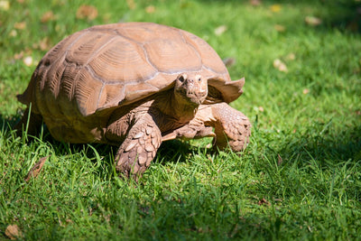 How long does the tortoise live