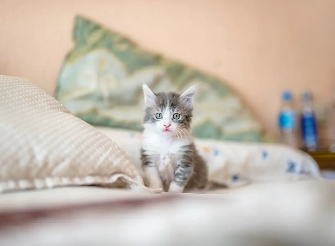 Benefits-of-Meat-Based-Cat-Food-Choices Talis Us