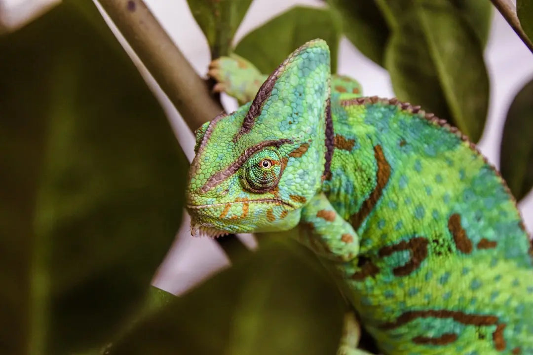 What-Exotic-Pets-Are-Legal-in-California Talis Us