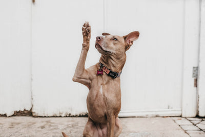 Enhance Your Dog's Meal with Toppers