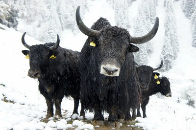 Benefits-of-Yak-Chews-for-Dogs Talis Us